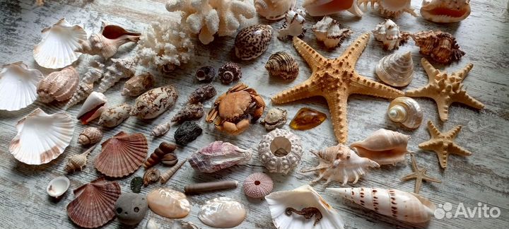 Морские раковины и большие кораллы