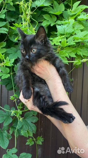 Котенок в дар