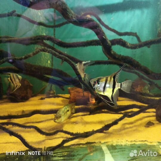 Стурисома, анциструсы супер рэд,скалярии,северумы