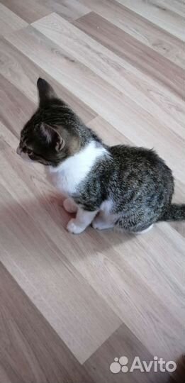 Милый котик в добрые руки