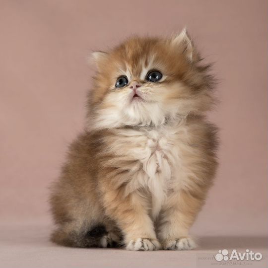 Мальчик длинношерстная британская шиншила