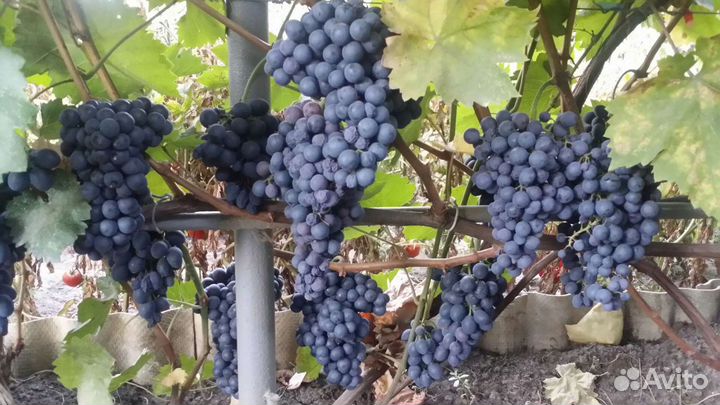 Черенки винограда