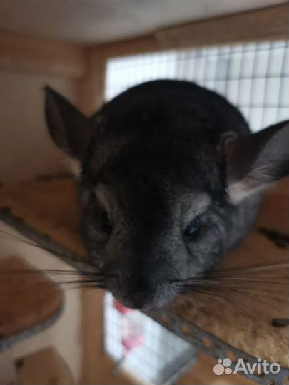 Шиншилла меховой стандарт