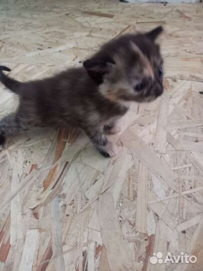 Котенок девочка в добрые руки