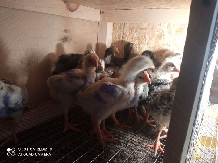 Цыплята несушки подрощенные