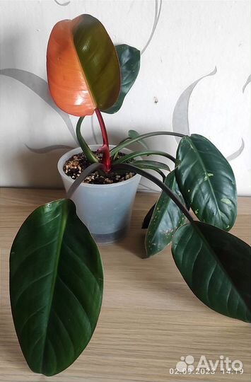 Филодендрон конго ред вариегатный