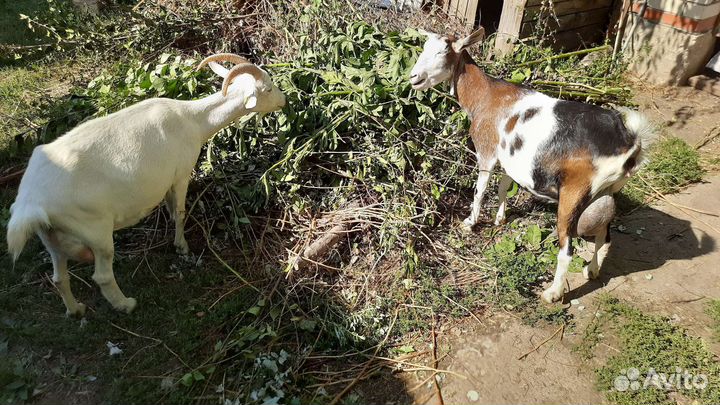 Козы дойные