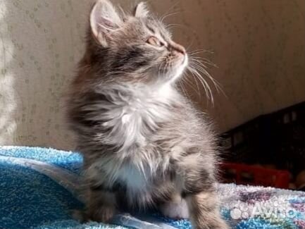 Кошка