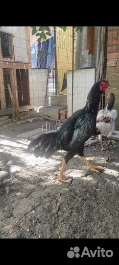 Бойцовский петух