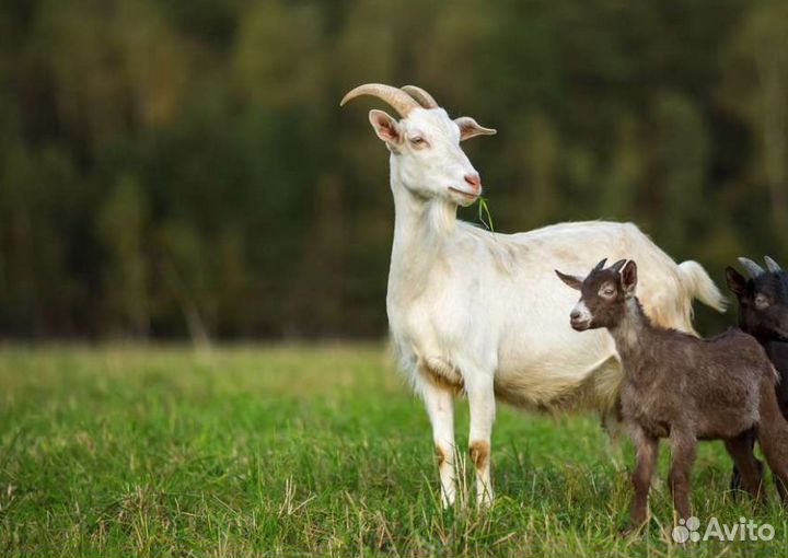 Продам высокоудойных коз