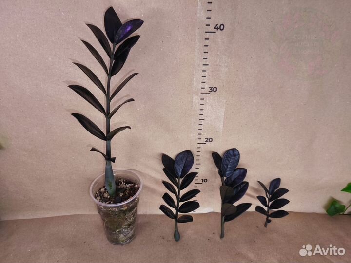 Замиокулькас Блек Равен