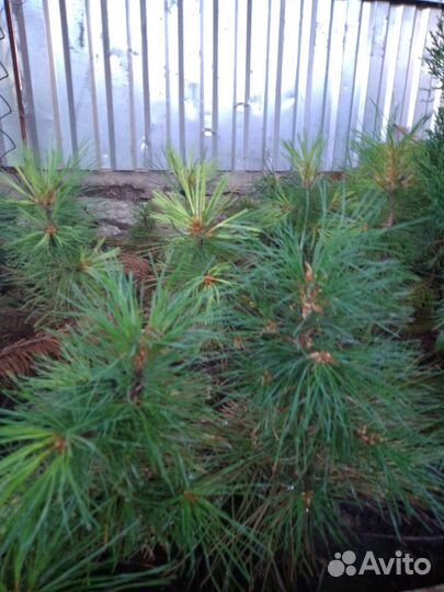 Саженцы кедра сибирского