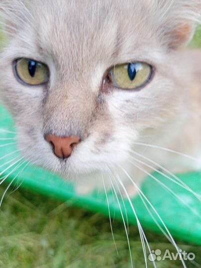 Кошка в дар