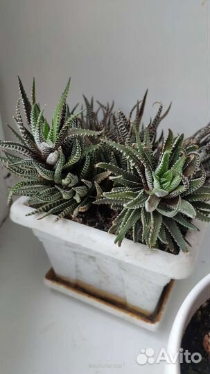 Комнатные цветы герань,каланхоэ,алоэ,хавортия