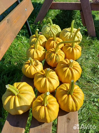 Тыква декоративная
