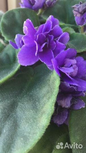 Фиалки цветущие в горшке