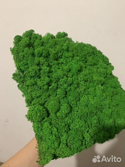 Стабилизированный мох