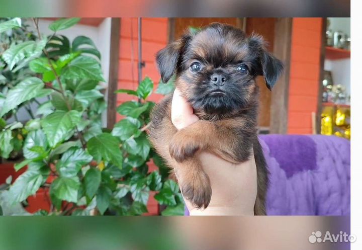 Гриффон Брюссельский. 2.5мес