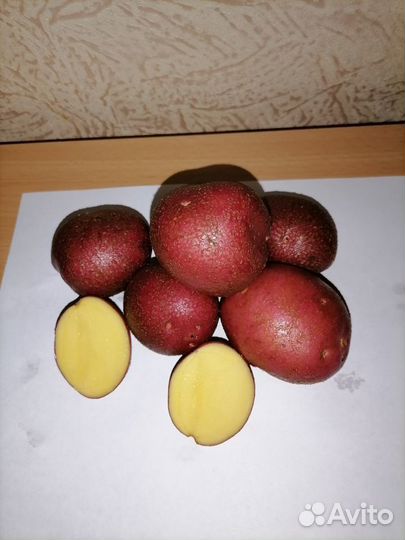 Семенной картофель сорт Алуэт