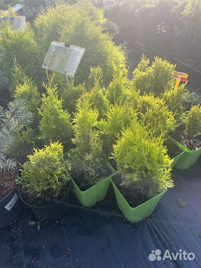 Туя западная Янтарь,Рейнголд