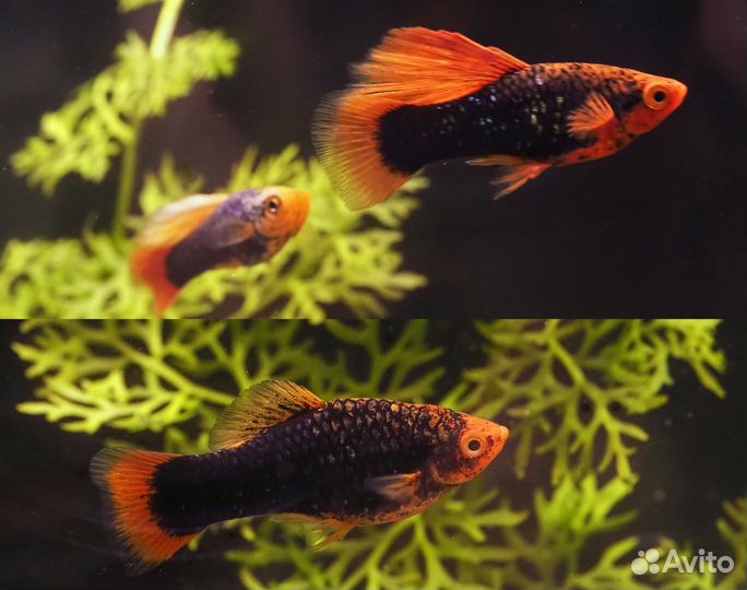Гуппи Платина,Канадские чист.линия,Пецилии Гавайск