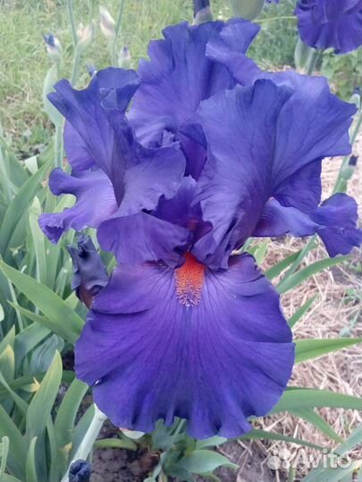 Ирис бородатый Paul Black (Джонсон, 2002)