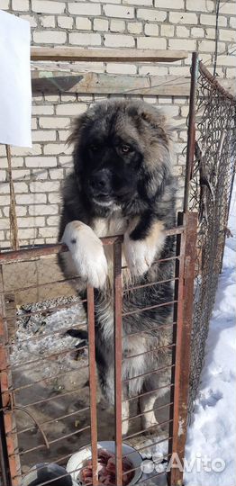 Отдам бесплатно собаку для охраны