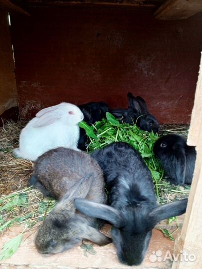 Кролики. Смесь Французского и Французский баран