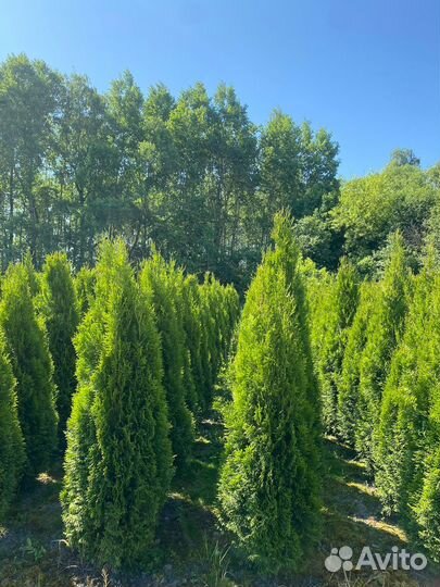 Туя Смарагд 140 см из питомника