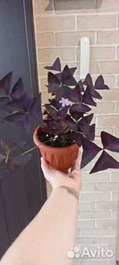 Кислица оксалис