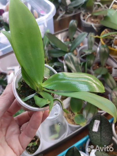 Орхидея миди