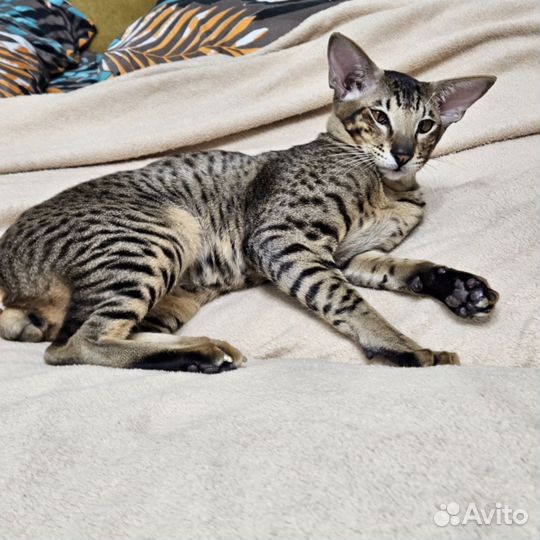 Ориентальный кот