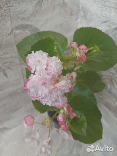 Бегония вечноцветущая махровая