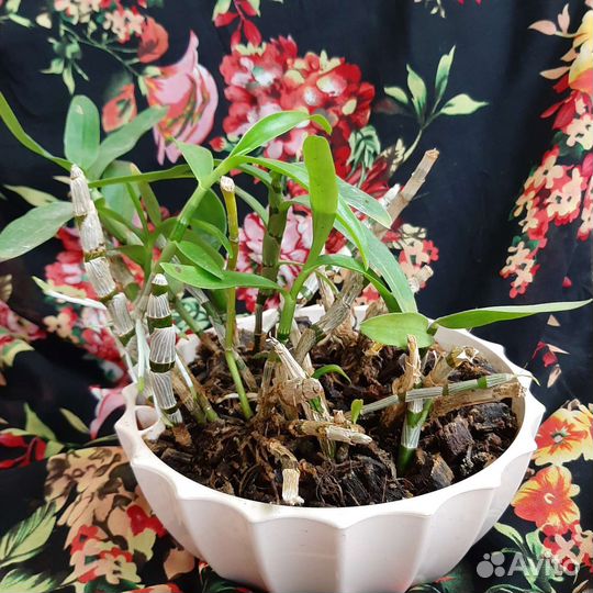 Дендробиум фаленопсис