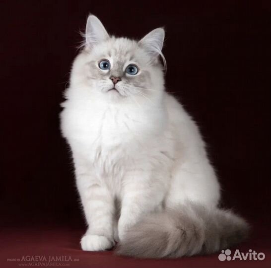 Рэгдолл Джесс