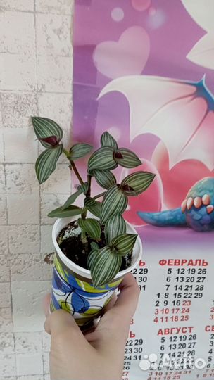 Традесканция