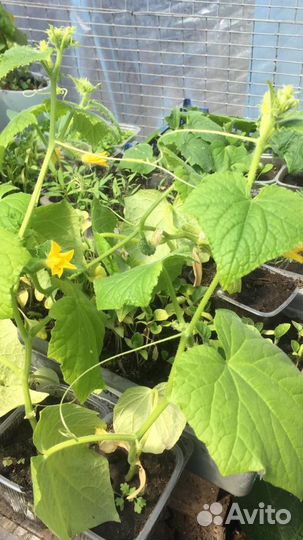 Рассада овощей Голландия и Россия