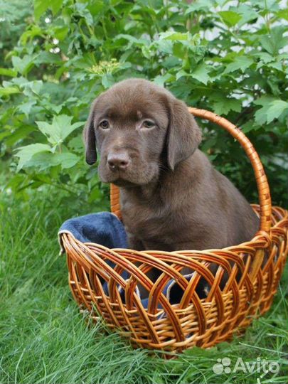 Шоколадные щенки лабрадора