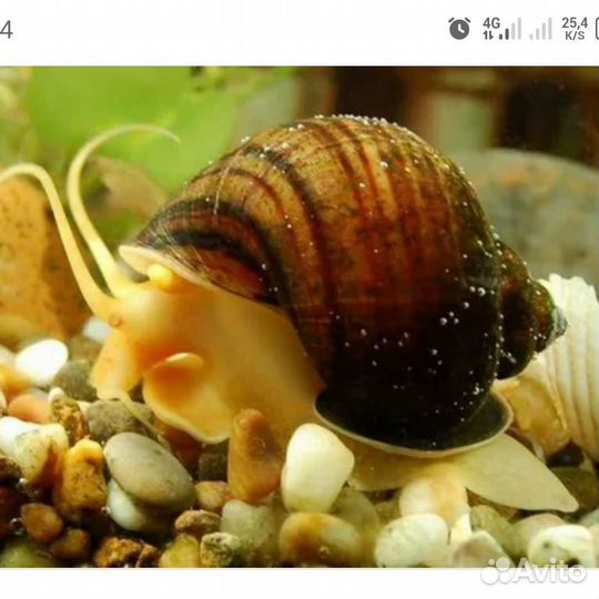 Улитки ампулярии