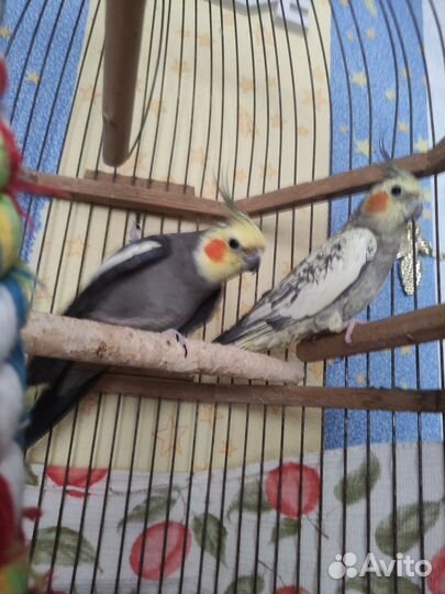 Попугаи корелла с клеткой