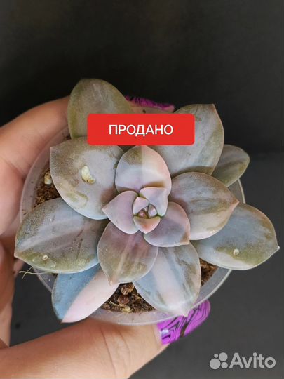 Суккуленты 2