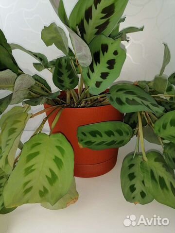 Маранта керховена