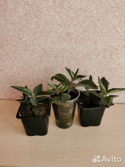 Каланхоэ лечебное