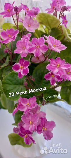 Фиалки трейлеры