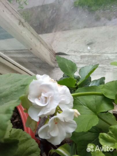 Черенки элитных пеларгоний