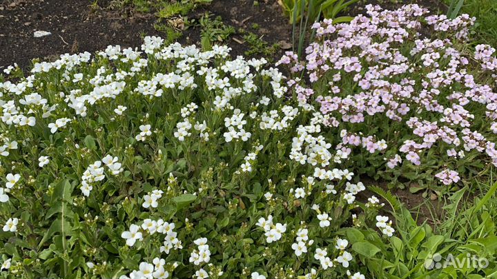 Арабисы, Тимьян, Мыльнянка, Астильбы