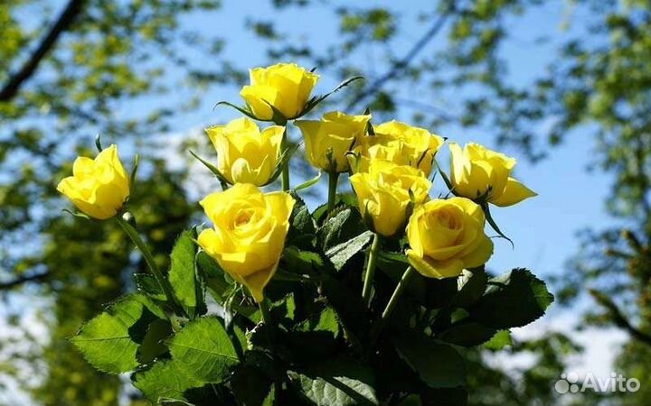 Цветы розы букет