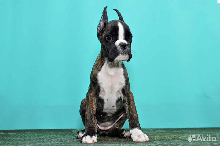 Любимка в семью боксерочка