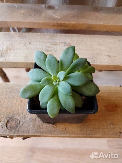 Эхеверия, хавортия Купера, алоэ, традесканция