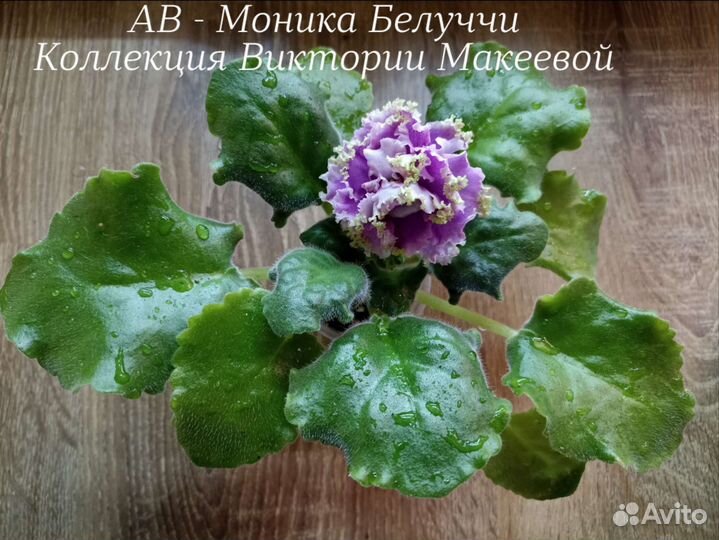 Фиалки лист на срез